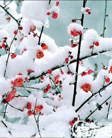 北宋词人周邦彦是什么居士 周邦彦的作品介绍