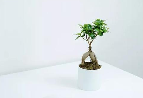 成语“走马观花”源自哪里?背后有什么典故吗?
