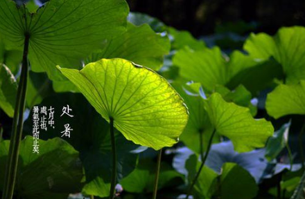 俗语说的&ldquo;秋老虎&rdquo;指的是什么？处暑有哪些习俗？