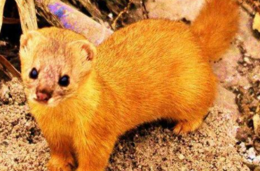 &ldquo;黄鼠狼拱鸡圈&rdquo;语底是什么？关于黄鼠狼的歇后语介绍