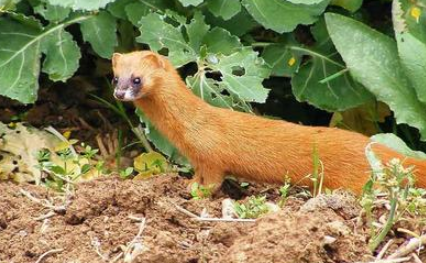 &ldquo;黄鼠狼拱鸡圈&rdquo;语底是什么？关于黄鼠狼的歇后语介绍