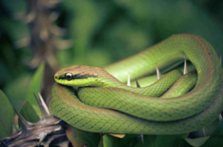 《三国演义》开始为什么要出现大青蛇？大青蛇有什么寓意？