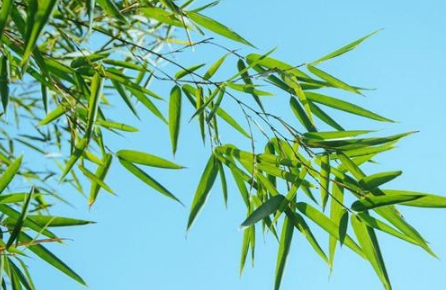 &ldquo;宁可食无肉，不可居无竹&rdquo;是谁说的？古人为什么对竹子情有独钟？