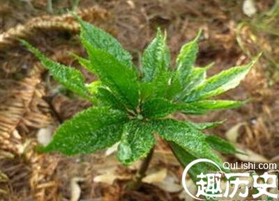彝族的特色饮品有哪些 都是什么特点